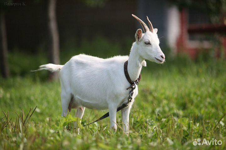 Дойные козы