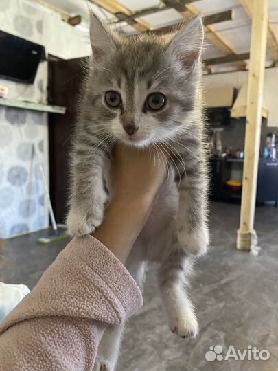 Британские котята