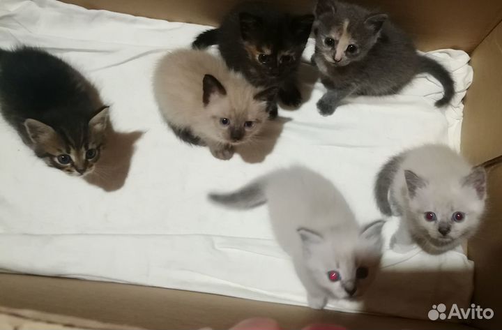 Котятки бесплатно