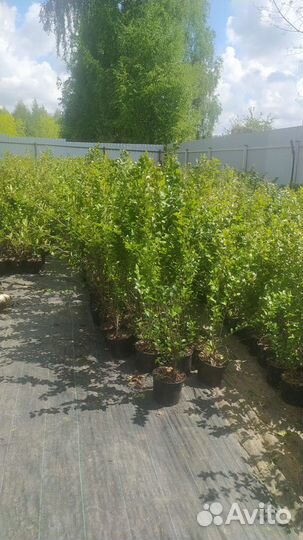 Кизильник блестящий в контейнере 100+