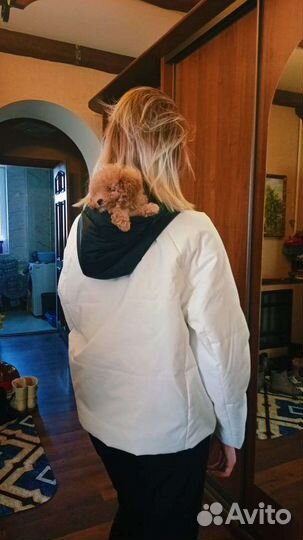 Тедди мальтипуши