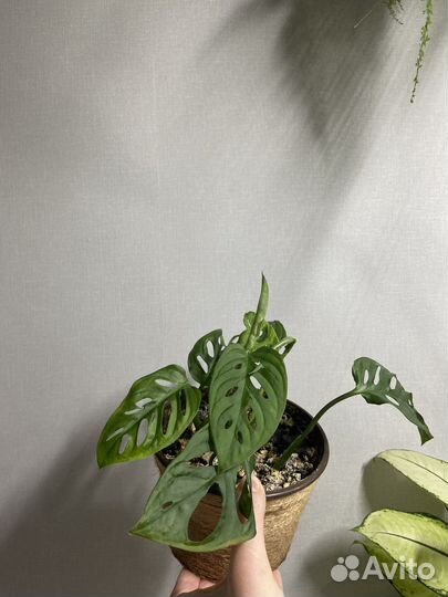 Монстера адансона
