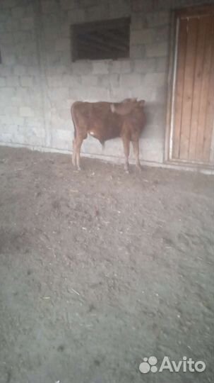 Коровы 2 бычки 3