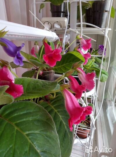 Глоксиния (тидея)