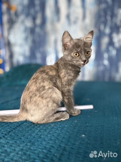 Котята черепашки