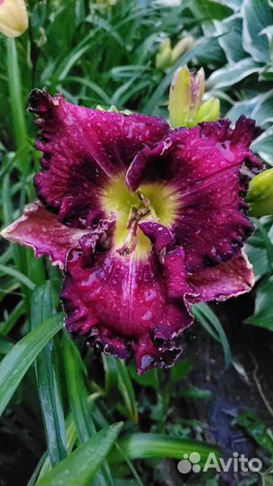 Лилейник just AS I AM