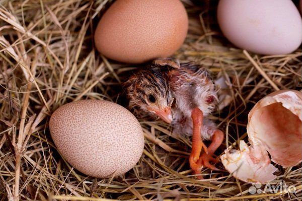 Яйцо инкубационное Цесарки