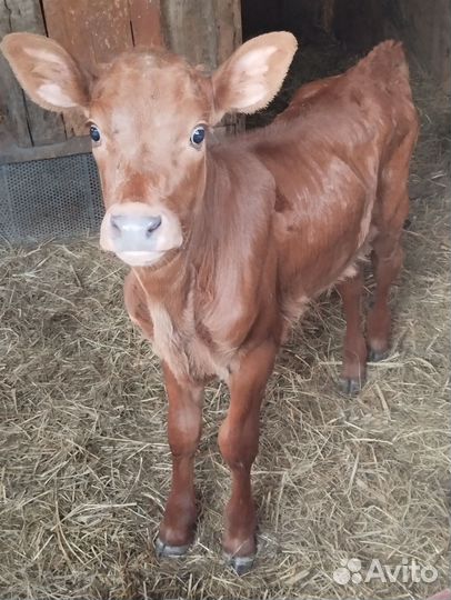 2 Бычка и Телочка