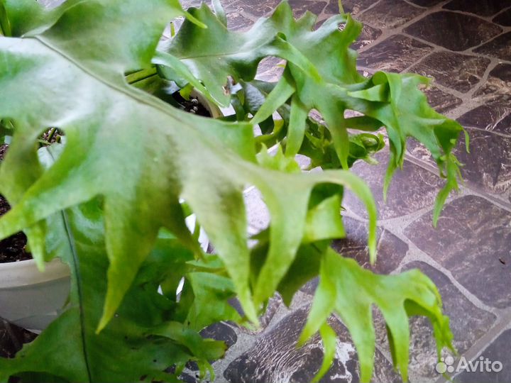 Микросорум Драгон Вингс