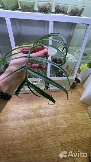 Филодендрон тортум