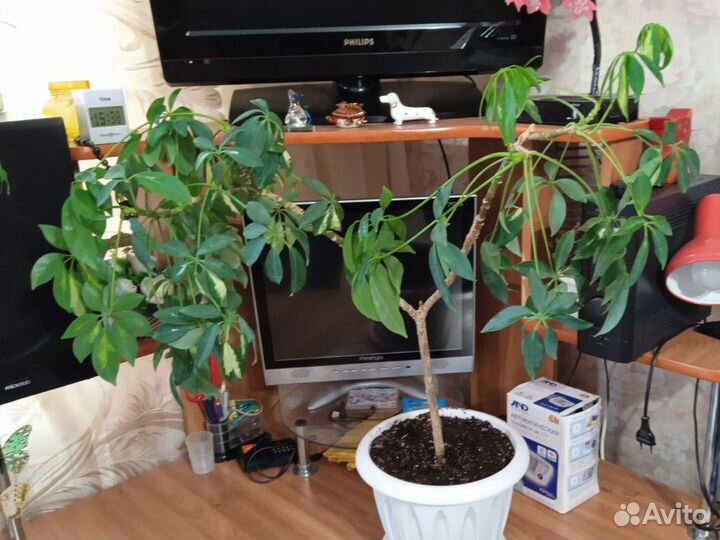 Домашние растения цветы