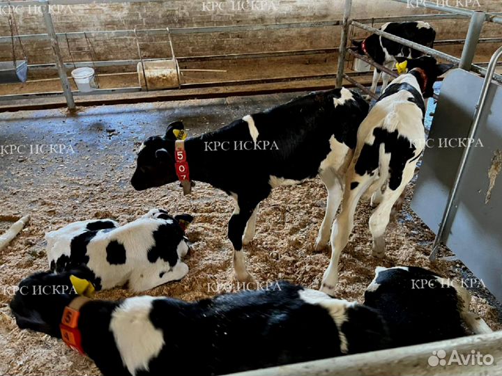 Крс бычки и телята холмогоры и голштины