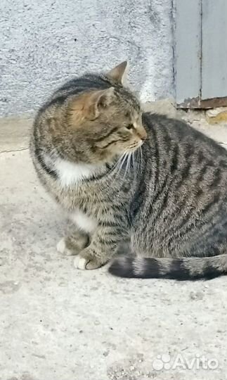 Кошка в дар