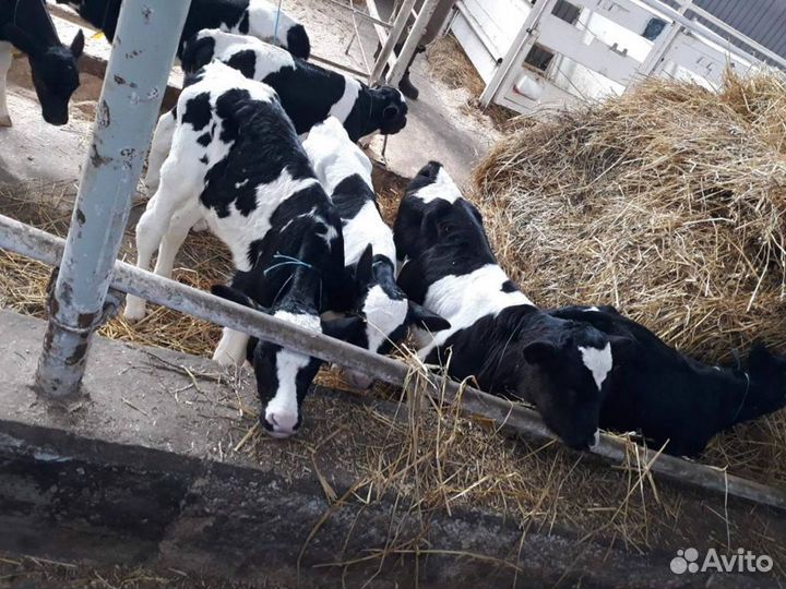 Бычки и телята на откорм, мясные породы
