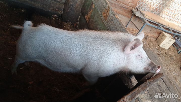 Хряк на племя