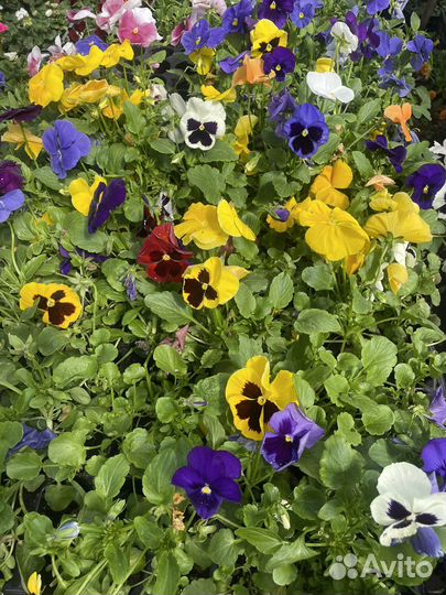 Рассада, Петуния, многолетники, лобелия