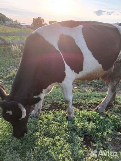 С/х животные