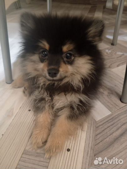 Померанский шпиц мини