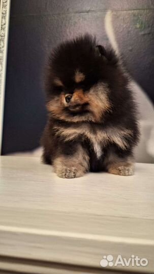 Мини мальчик,документы РКФ