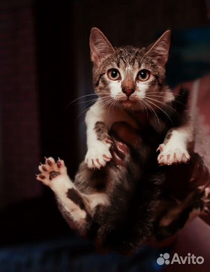 Кошка в дар
