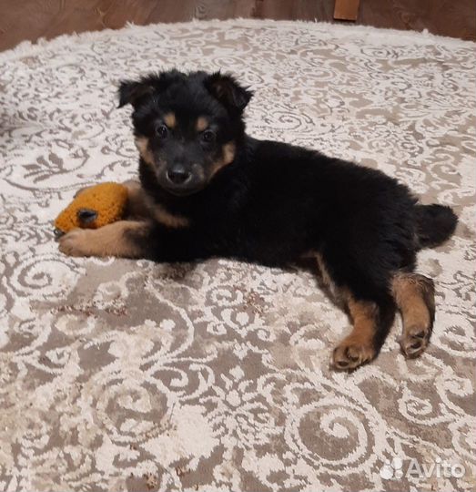 Щенки в добрые руки