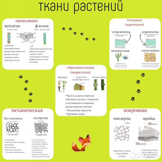 Репетитор по биологии ЕГЭ/ОГЭ