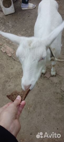 2 Козла и одна дойная коза