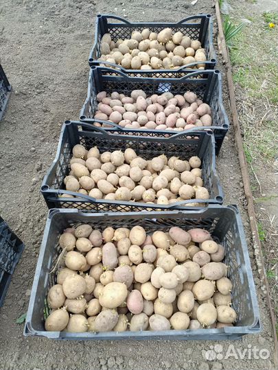 Семенной картофель