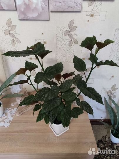 Бегония королевская