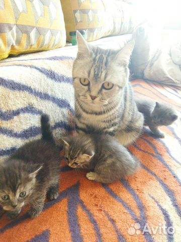 Котята Серебристой мраморной британки