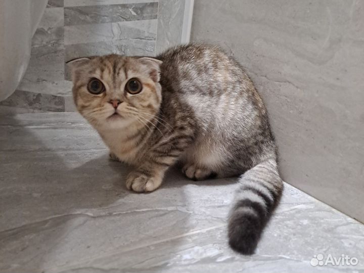 Шотландская вислоухая