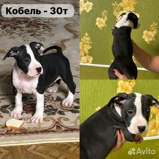 Амстафф
