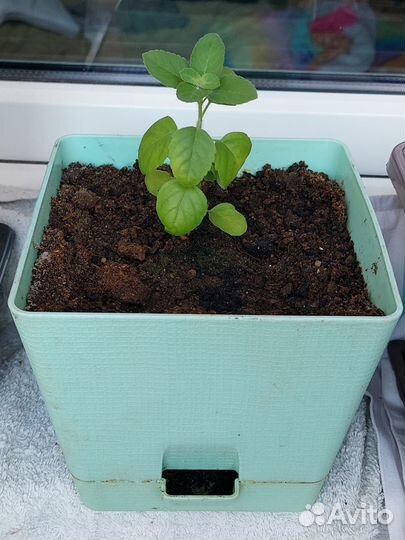 Кришна Туласи священный базилик в горшке