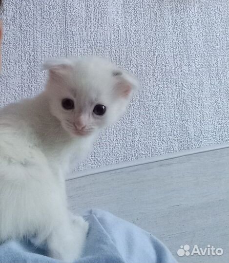 Вислоухий котёнок
