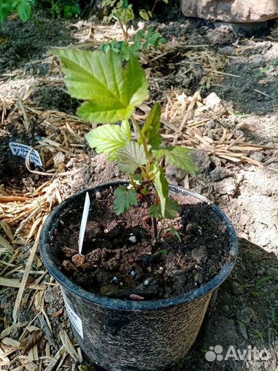 Декоративные кустарники саженцы