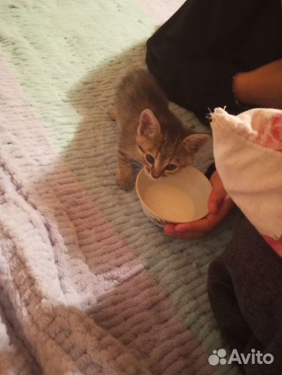 Котенок девочка в добрые руки