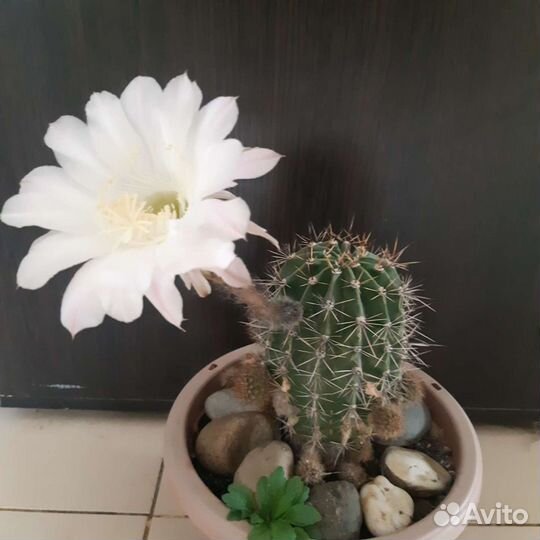 Кактусы,суккуленты