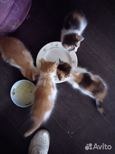 Котята в добрые руки