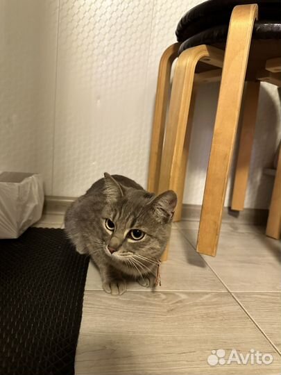 Отдам кота в добрые руки