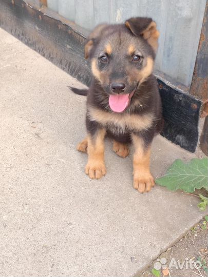 Немецкая овчарка в добрые руки