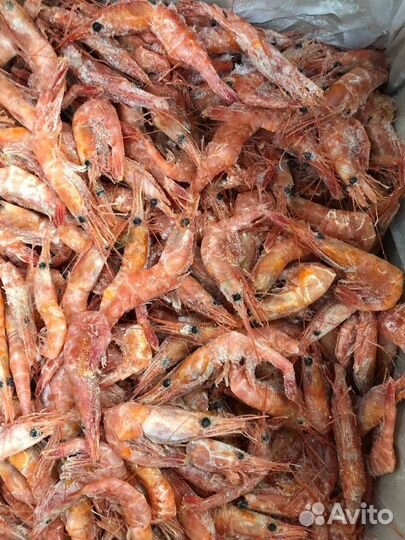 Креветка ботан