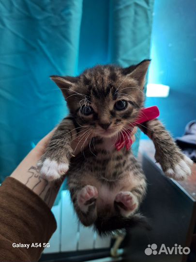 Котята отдам бесплатно