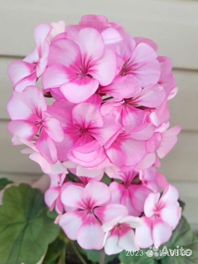 Пеларгонии сортовые