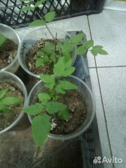 Клематис Alba Luxurians. (саженцы)