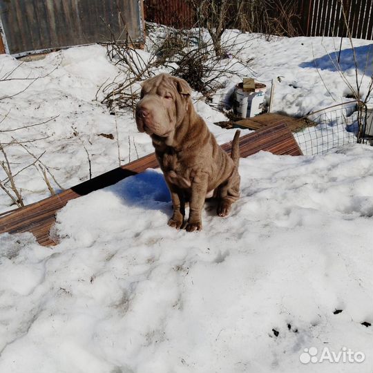 Шарпей девочка
