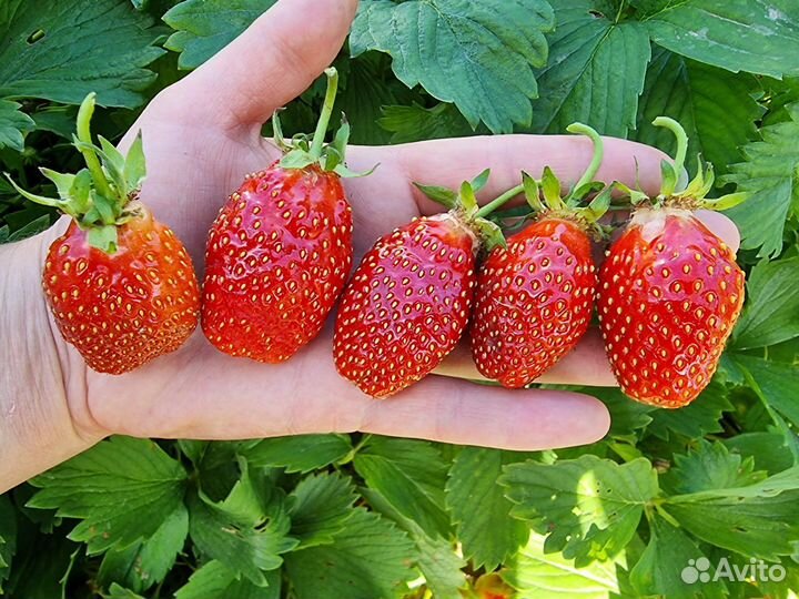 Рассада: Виктория, земляника, клубника