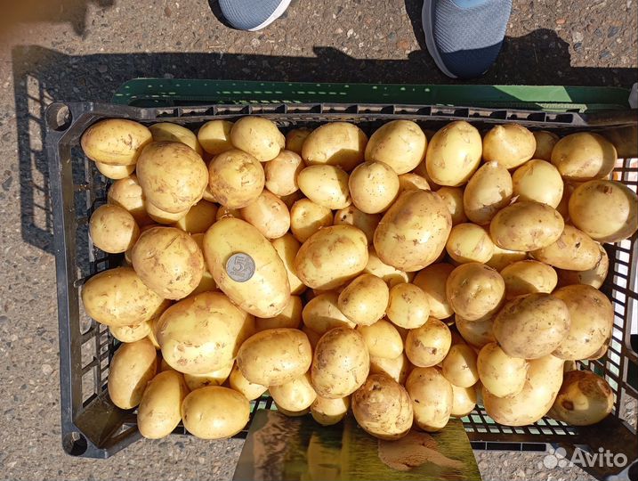 Продам картофель домашний