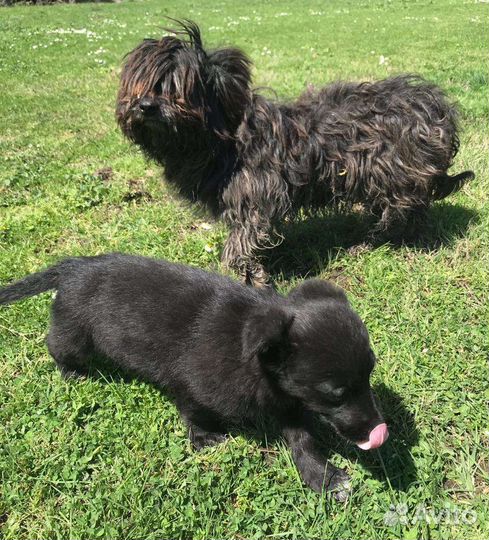 Щенок в добрые руки