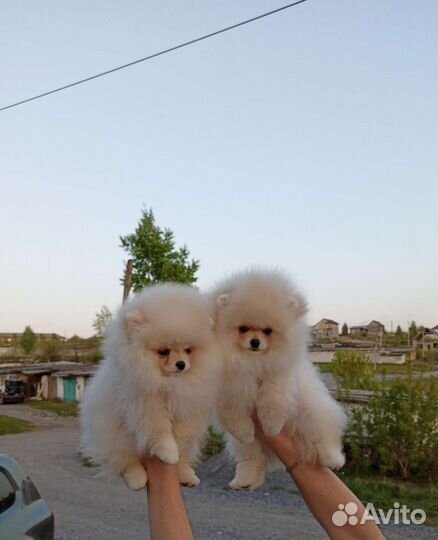 Померанский шпиц