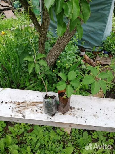 Дикий (девичий) виноград